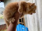 Siberian Cat Cross Breed