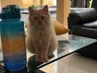Siberian Cat