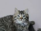 Siberian Cat