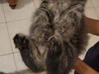 Siberian Cat