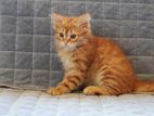 Siberian Cat