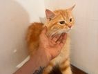 Siberian Ginger Cat Female