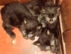 Persian Kittens