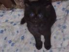 Persian Kittens