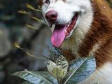 Siberian Husky Dog for Crossing