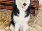 Siberian Husky Female