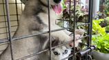 SIBERIAN HUSKY