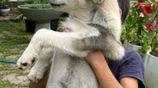 SIBERIAN HUSKY