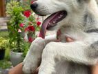SIBERIAN HUSKY