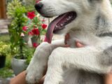 Siberian Husky