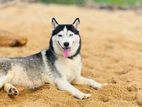 Siberian Husky Dogs