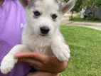 Siberian Husky