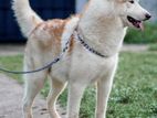 SIBERIAN HUSKY male dog for stud/crossing