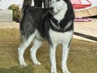 Siberian Husky Male for Crossing