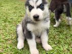 Siberian Husky Puppies