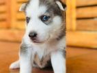 Siberian Husky Puppies