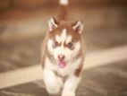 Siberian Husky Puppies