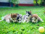 Siberian Husky Puppies