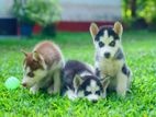 Siberian Husky Puppies