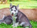 Siberian Husky Puppies