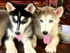 Siberian Husky Puppies