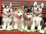 Siberian Husky Puppies