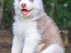 Siberian Husky Puppies