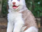 Siberian Husky Puppies