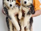 Siberian Husky Puppies