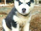 Siberian Husky Puppies