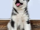Siberian Husky Puppies