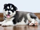Siberian Husky Puppies