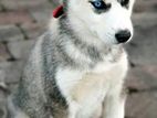 Siberian Husky Puppies