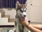 Siberian Husky Puppy