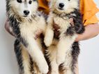 Siberian Husky Puppy