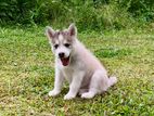 Siberian Husky Puppy