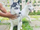 Siberian Husky Puppy