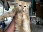 Siberian Kitten