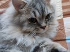 Siberian Male Cat with Cage and All Accessories