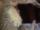 Persian Mix Kitten