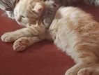 Siberian Persian Cat
