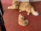 Siberian Persian Cat