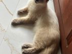 Siberian Persian kitten