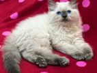 Siberian Persian Kitten