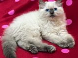 Siberian Persian Kitten