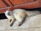 Siberian Persian Kitten