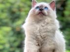 Siberian Persian Kitten