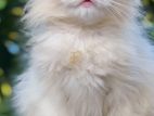 Siberian Persian kitten