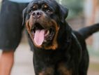 Siberian Rottweiler