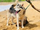 Siberiyan Huskey Male Dog